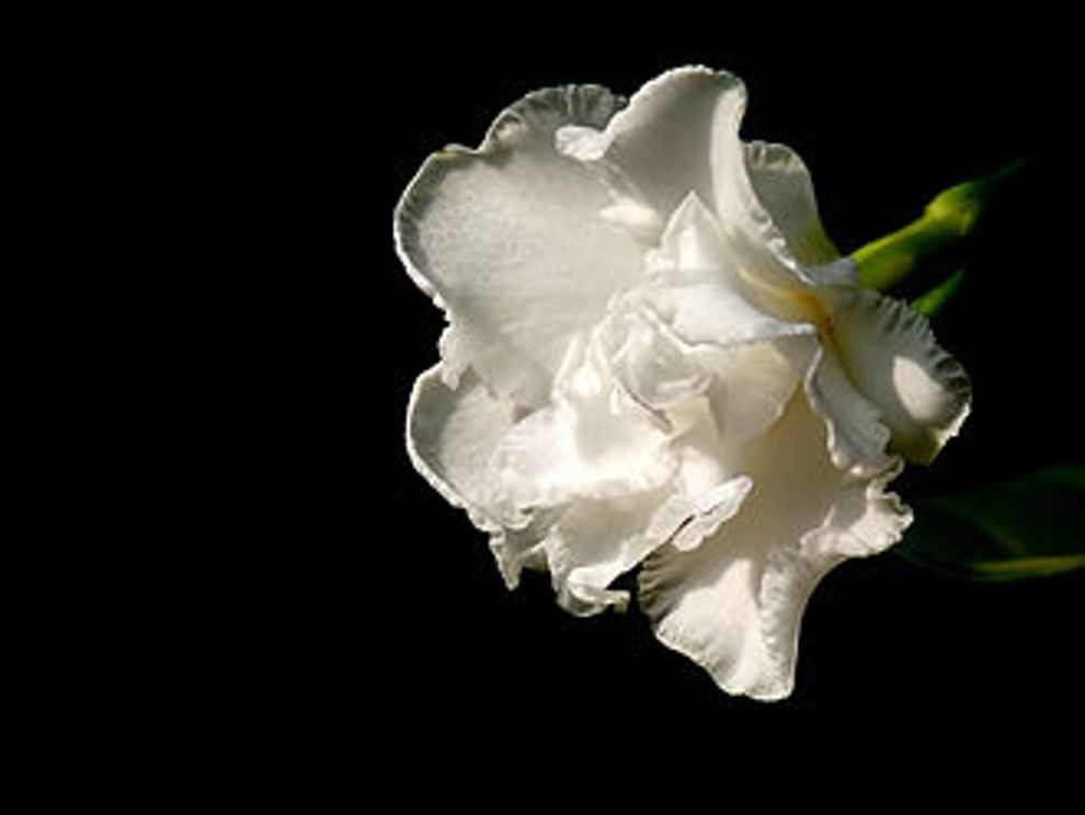 Crepe Jasmine Double Flowering JASMINE