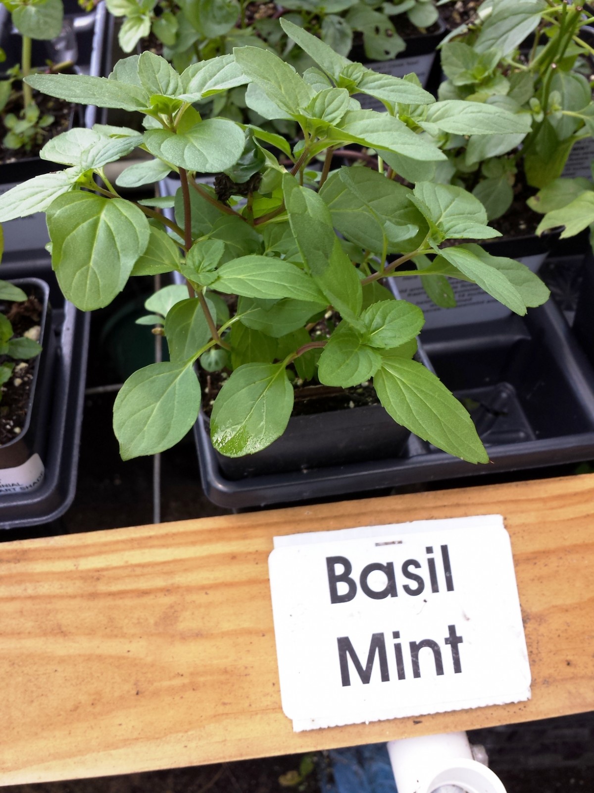 Basil Mint - NEW ITEMS JUST LISTED