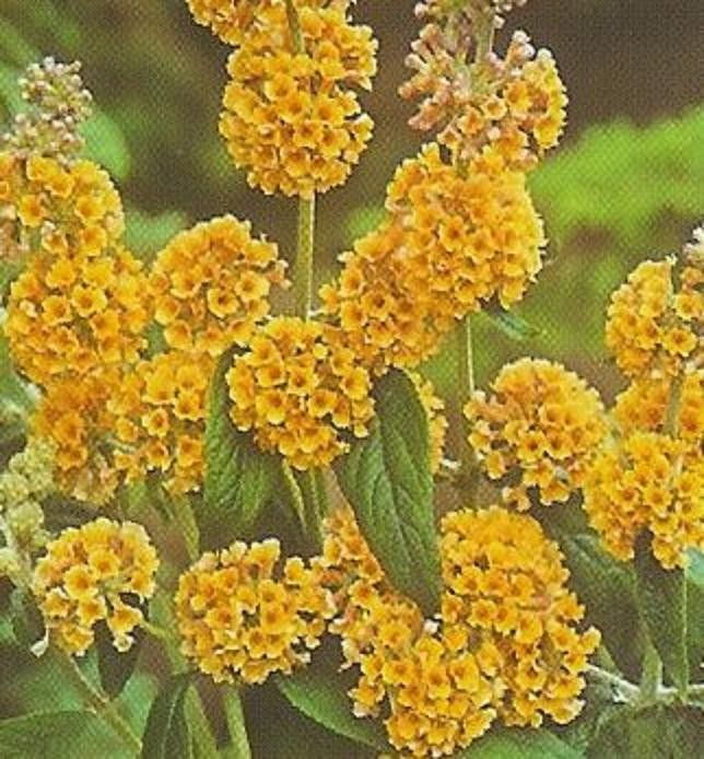 Butterfly Bush Yellow - ONLINE PURCHASE - SHRUBS (DECIDUOUS)