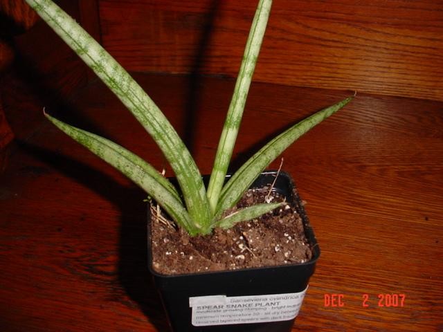 African Spear Cylindrica Snake Plant SUCCULENTS & CACTI