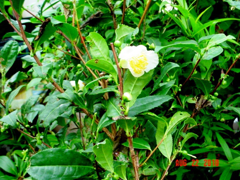 Camellia Spice Tea