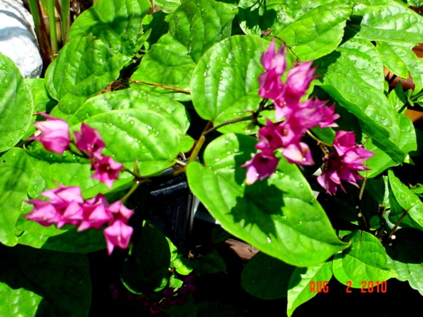 Clerodendrum Red Bleeding Heart