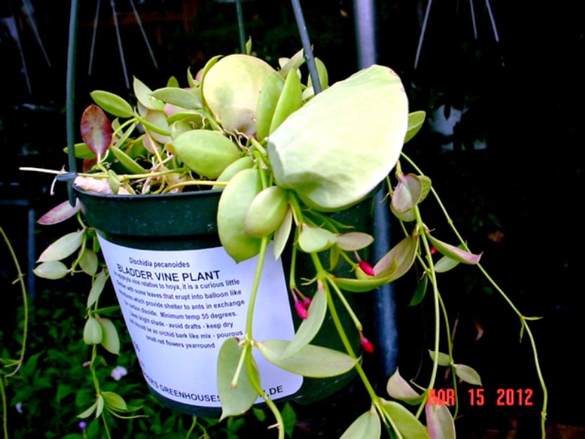 Dischildas (Bladder vine plant)