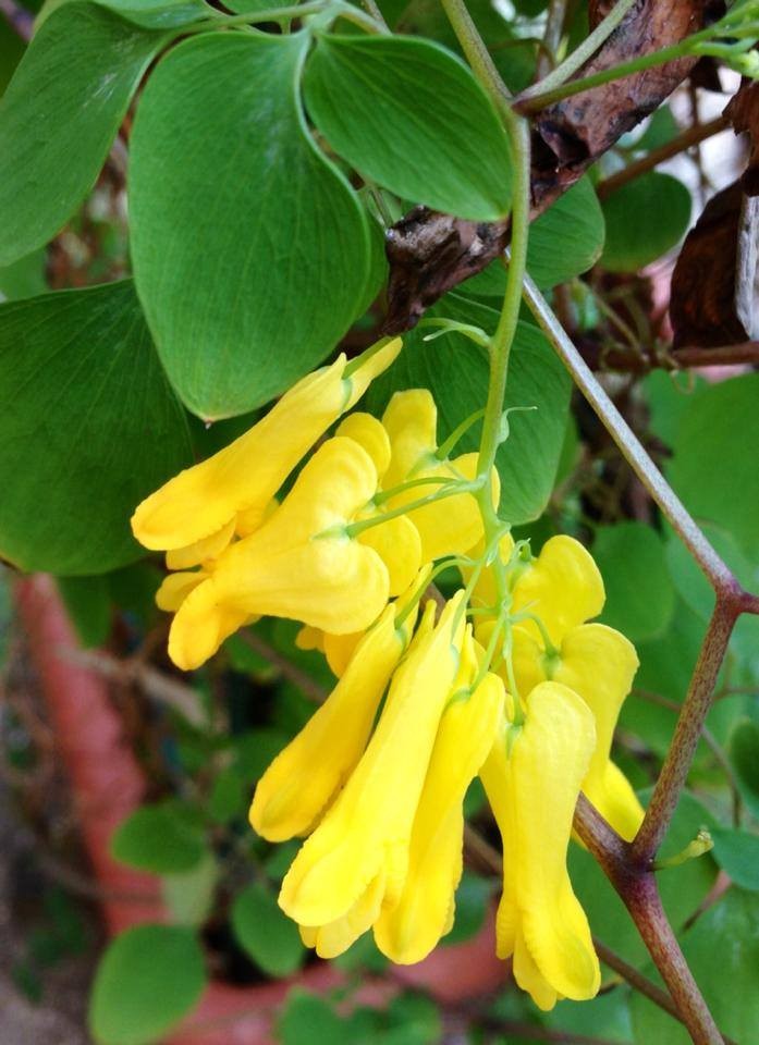 Yellow Bleeding Heart Vine