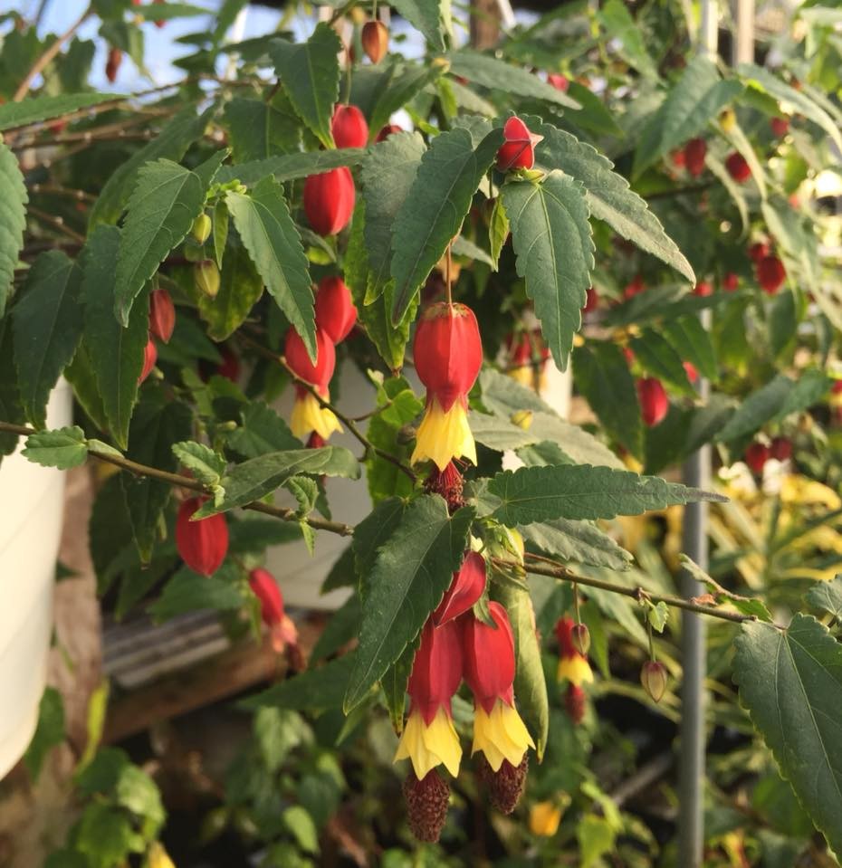 Chinese Lantern Flowering Maple