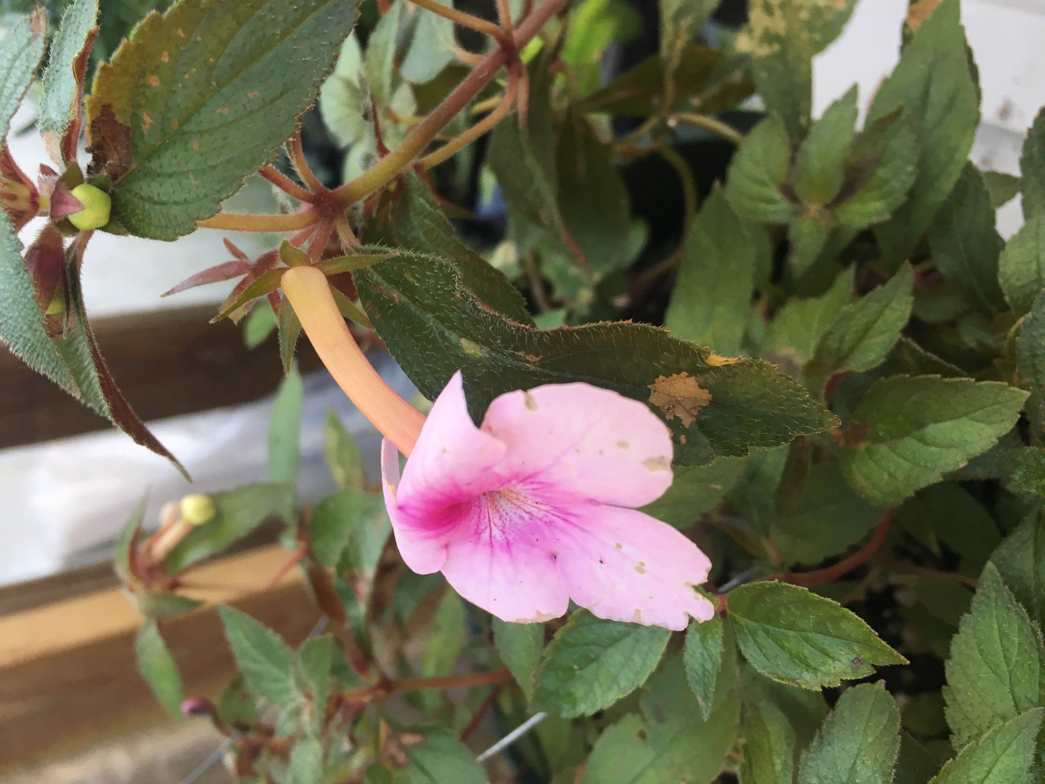 Achimenes Purple Shades