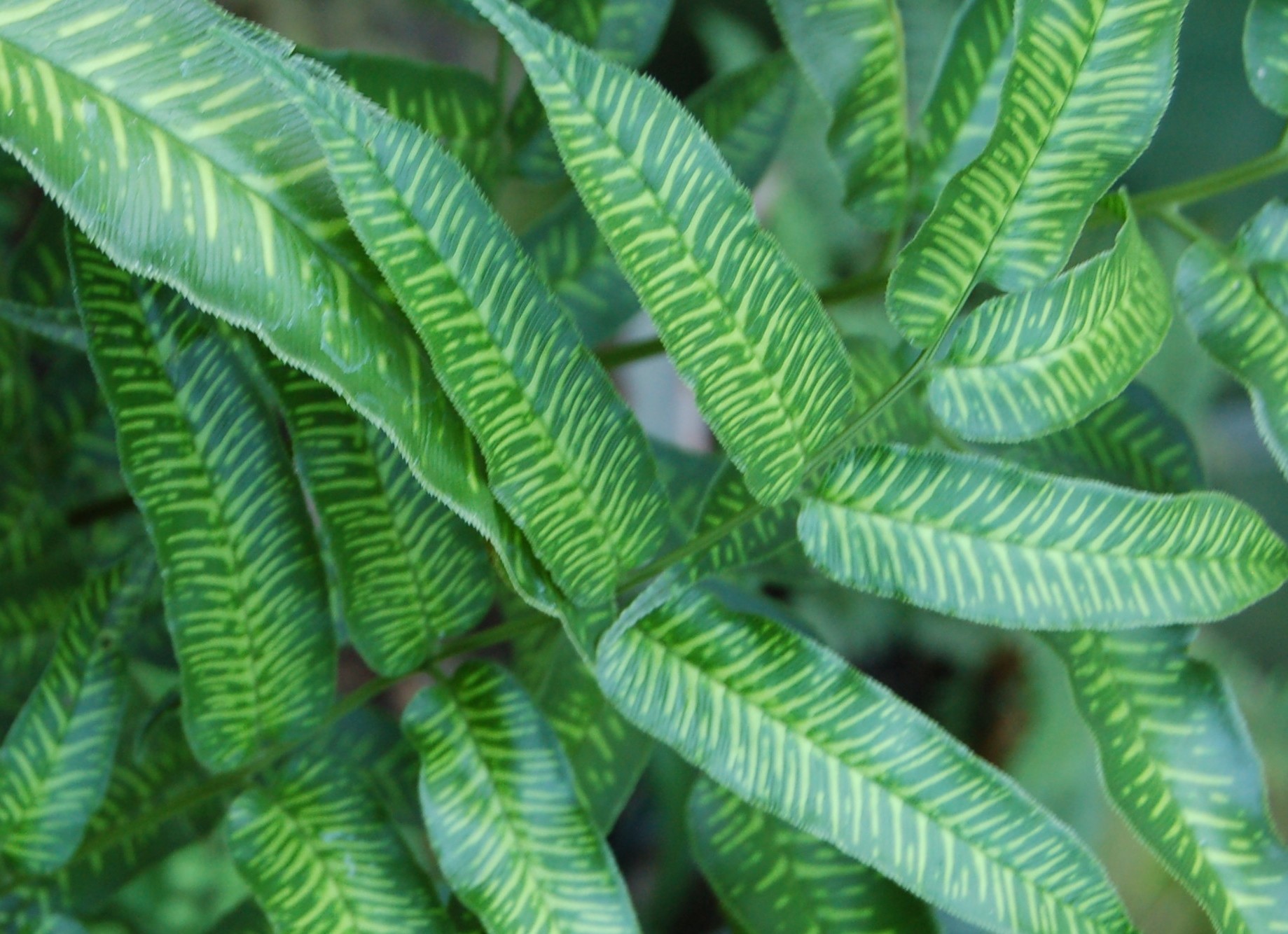 Bamboo Fern Striped Golden Zebra - HARDY FERNS