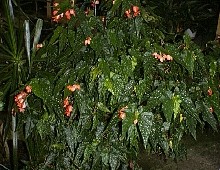 Begonia Angel Wing Orange