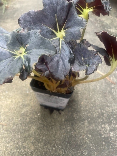 Begonia Black Truffles