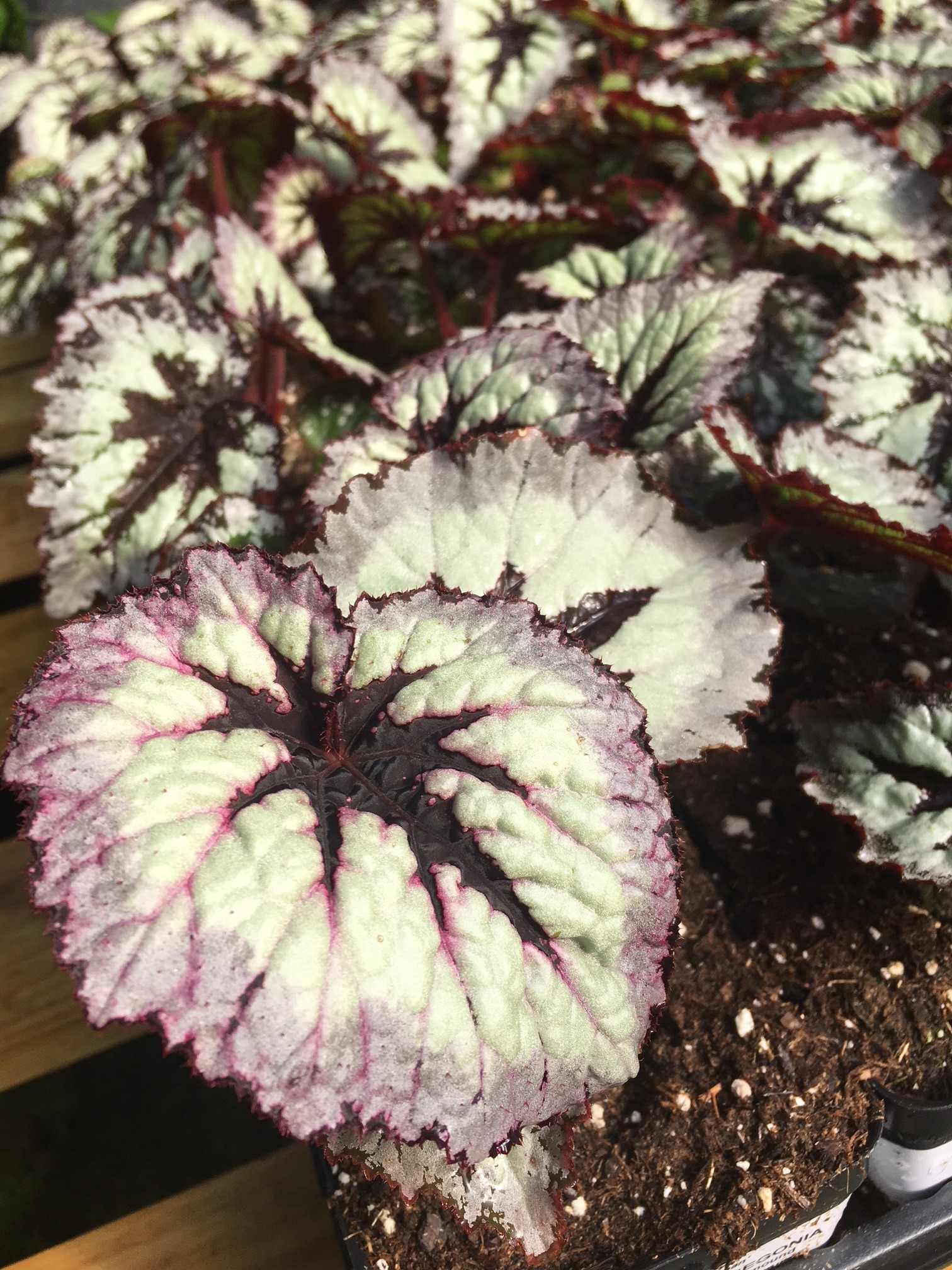 Begonia Harmony's Fire Woman