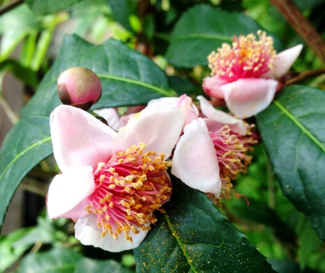 Camellia Spice Tea Pink