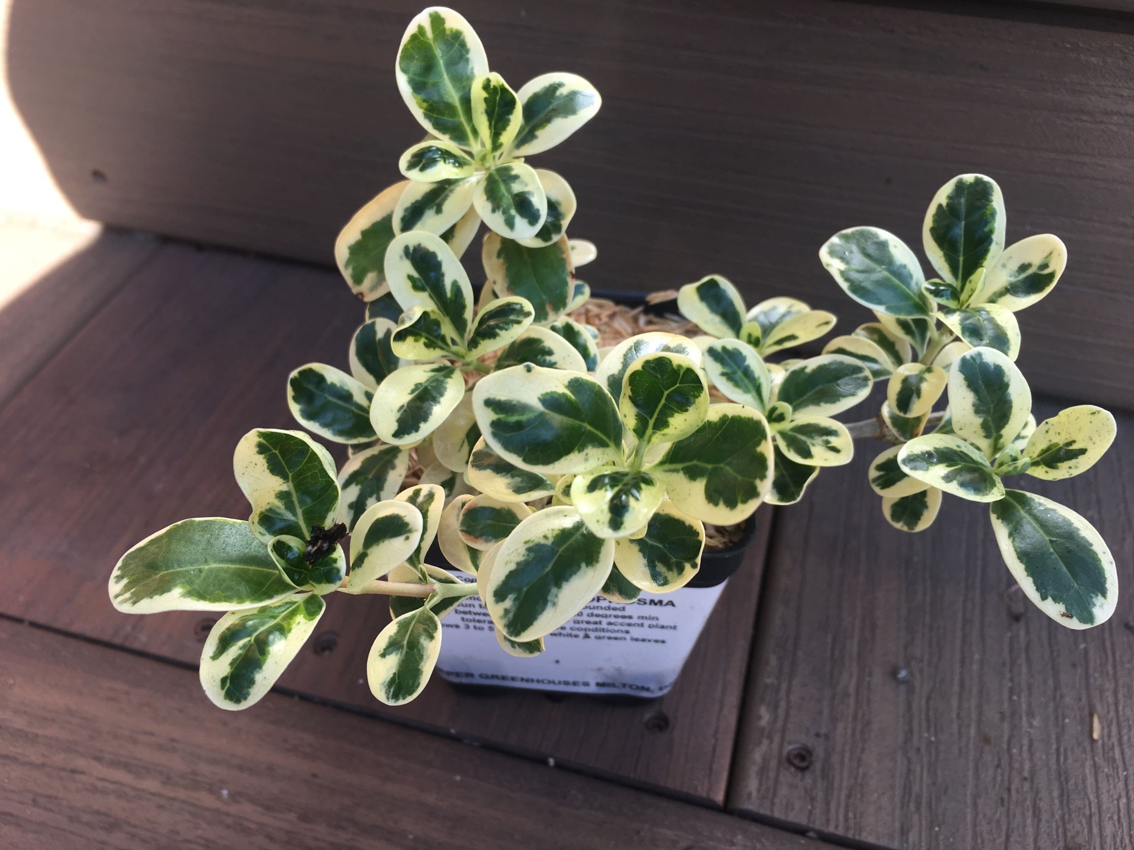 Coprosma Repens Marble Queen