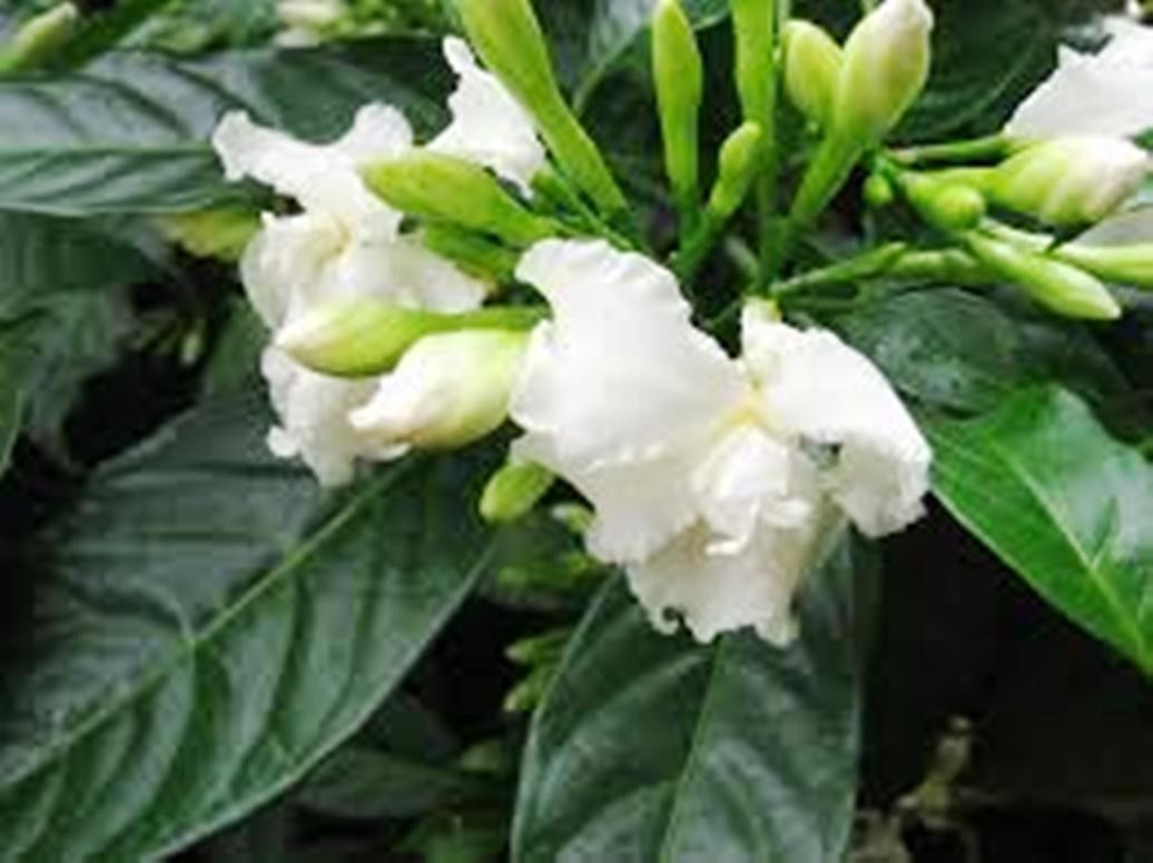 Crepe Jasmine Double Flowering