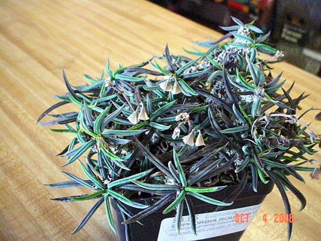 Euphorbia Cylindrifolia