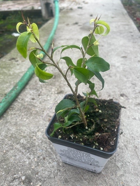 Ficus Toolittle