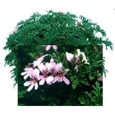 Candy Dancer Scented Geranium