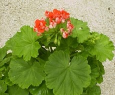 Pink Rosebud Geranium