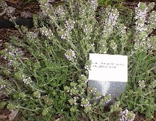 Longwood Thyme
