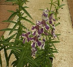 Angelonia Blue Pacific