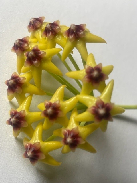 Hoya cumingiana (bush)