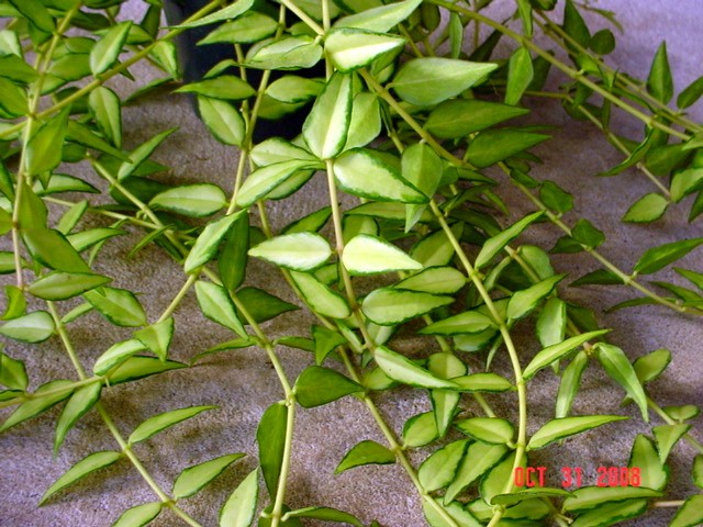Hoya Lanceolata Belle Variegated