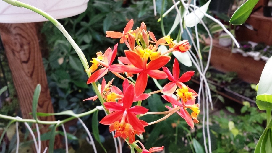 Firey Reed Orchid