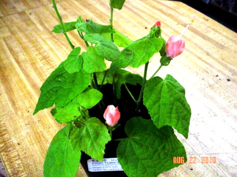 Pam's Pink Turk' Cap