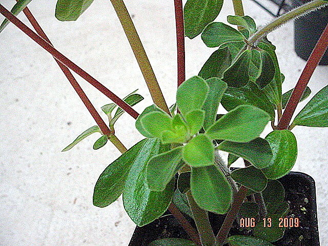 Peperomia Belly Button
