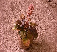Ajuga Bronze Beauty  (10 plants)