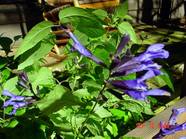 Salvia Guaranitica Black & Blue