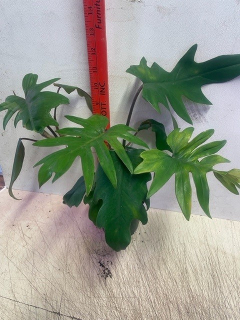 Philodendron Dubium
