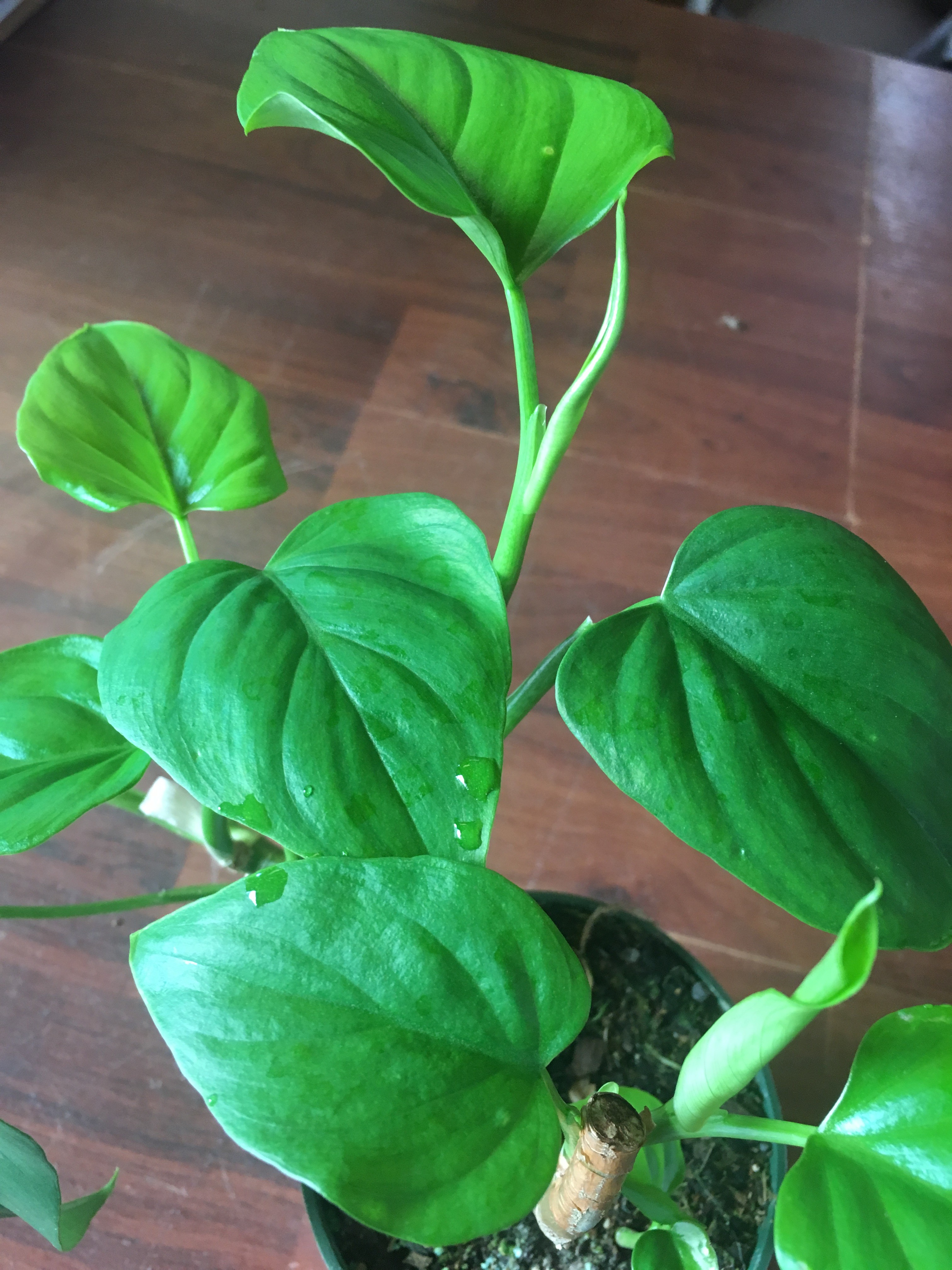 Philodendron Hoffmanii