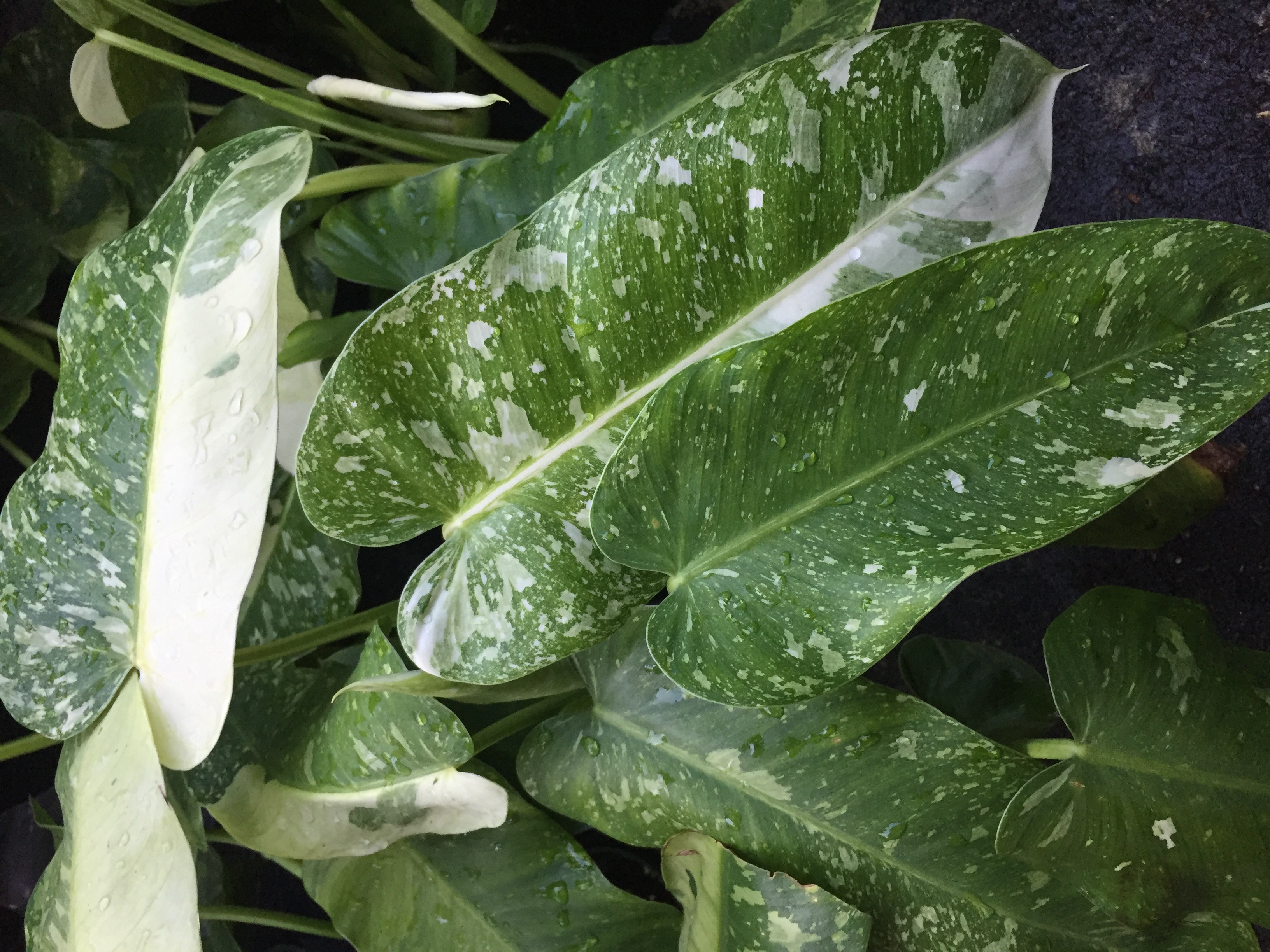 Philodendron Imbe Variegatum