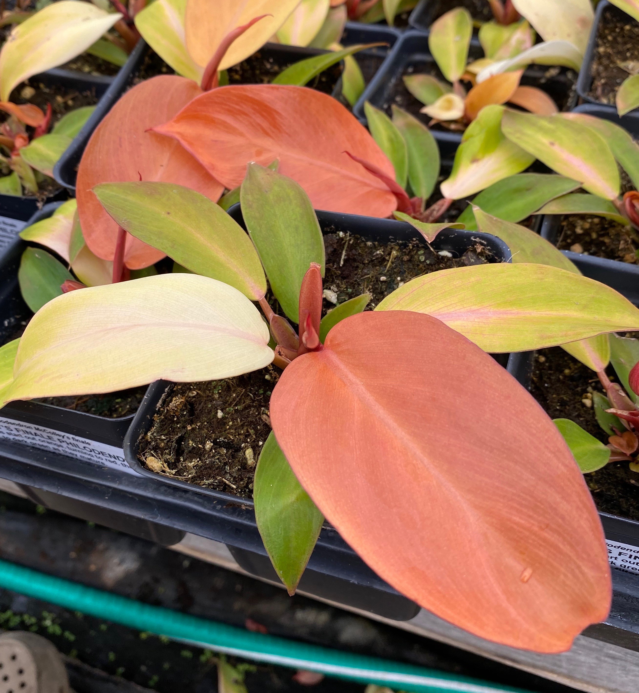 Philodendron McColley's Finale
