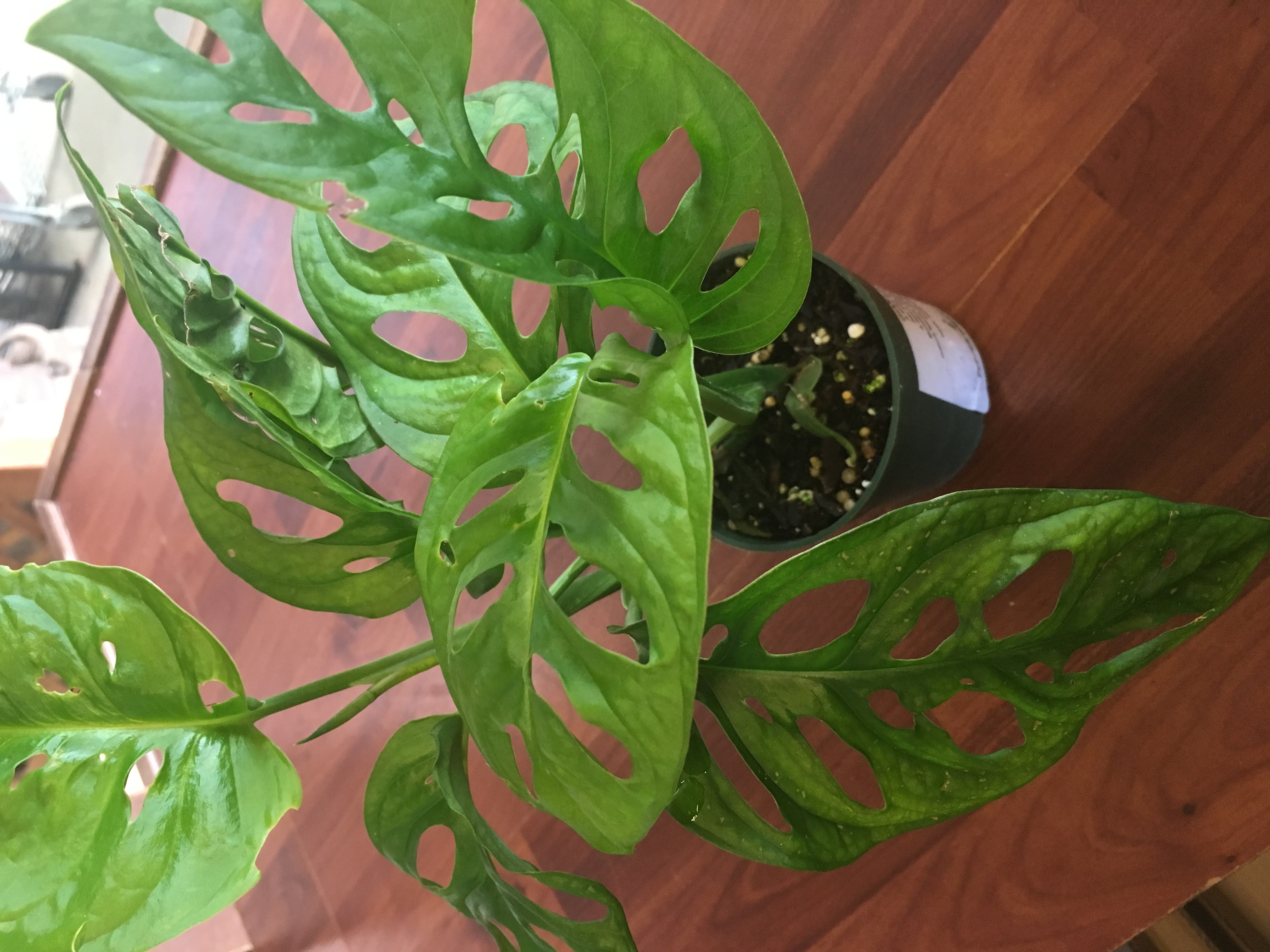 Giant Swiss Cheese Philodendron