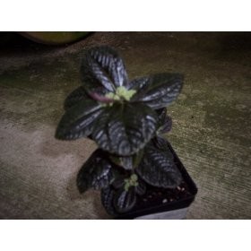 Black Leaf Friendship Plant
