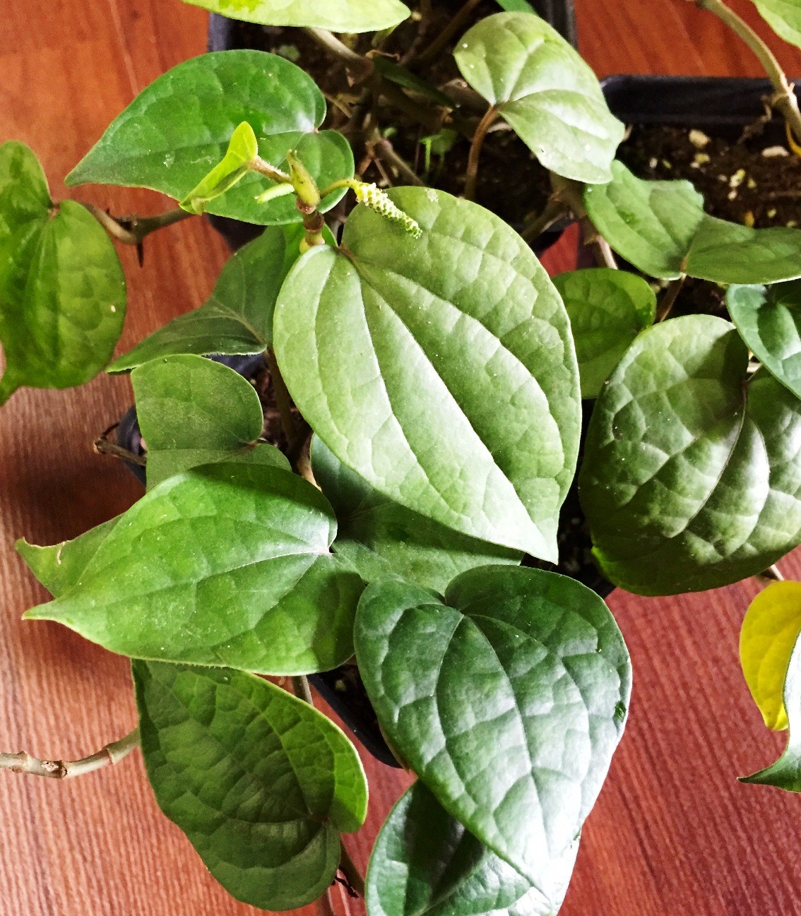 betel leaf plant - herbs