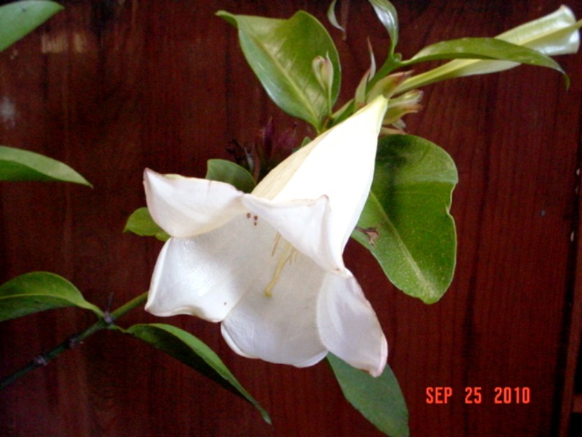 Portlandia Tree Lily