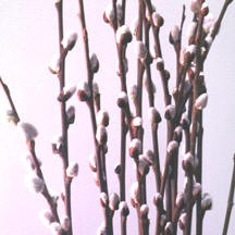 FRENCH PUSSY WILLOW