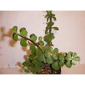 Baby Leaf Jade Plant