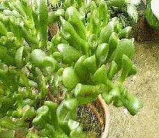 Spoon or Truncated Jade Plant