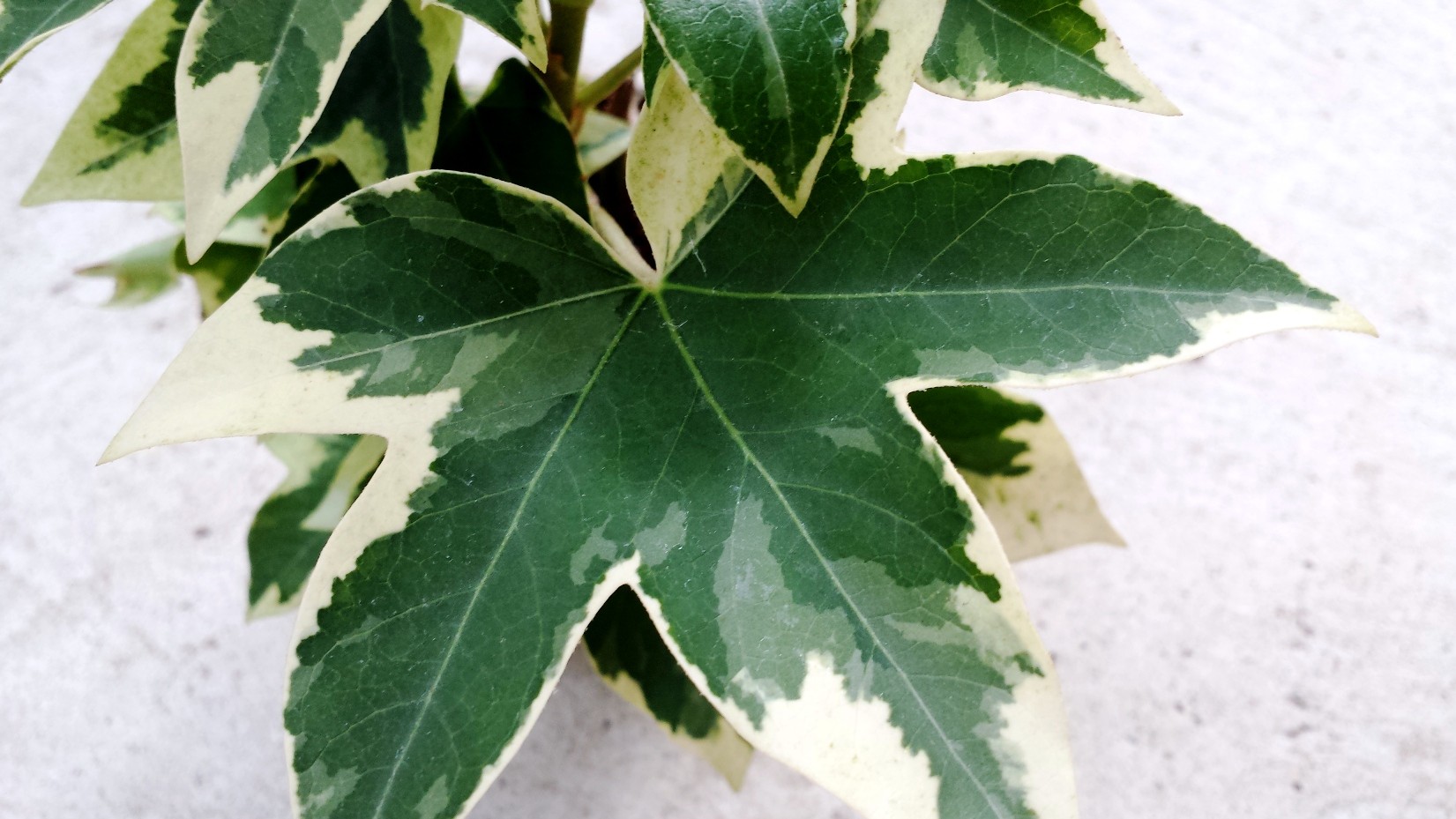Tree Ivy white variegated