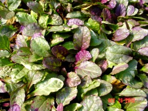Ajuga Burgundy Glow (10 plants)