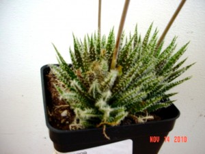Aloe Haworthoides