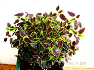 Euphorbia Flameleaf Spurge