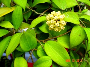 Hoya Cinnamomifolia