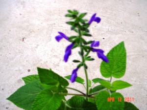 Blue Bush Salvia