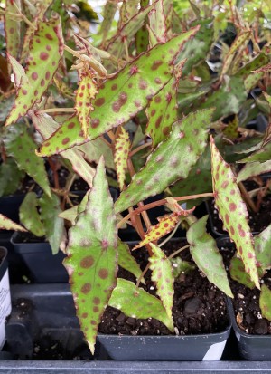 Begonia Amphioxus