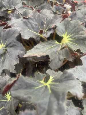 Begonia Black Truffles