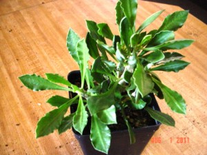 Euphorbia Capsaintemariensis